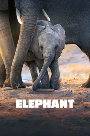 Image Elefanten – Der Film